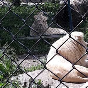 petaci-2018-zoo-vrt-6F38193F7-C182-4E48-5DAA-28E6B9204B57.jpg